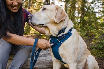 Ruffwear Durable Gear for Adventurous Dogs Fluffillow